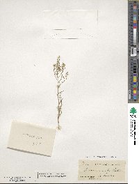 Thesium leptocaule image