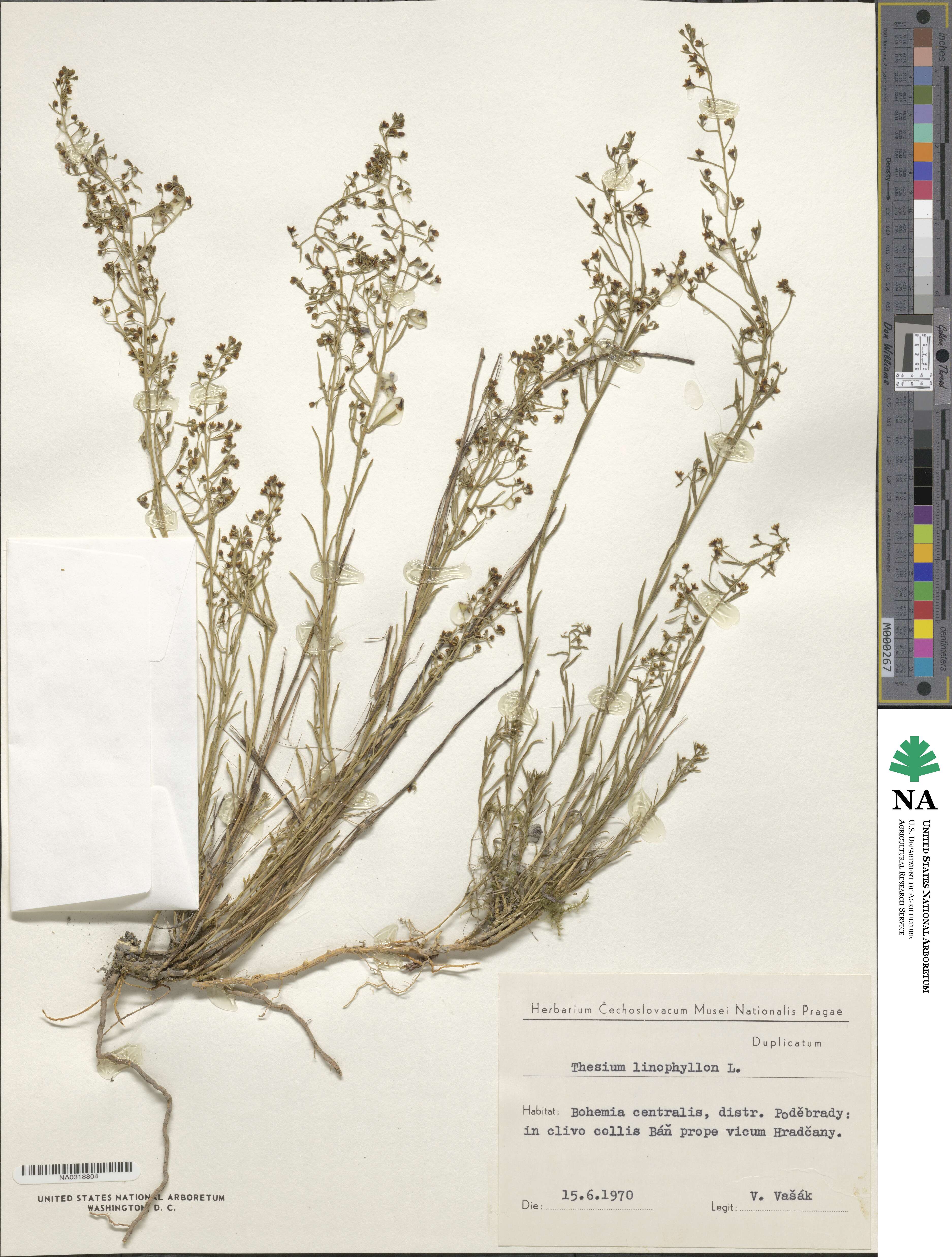 Thesium linophyllon image