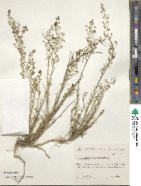 Image of Thesium linophyllon