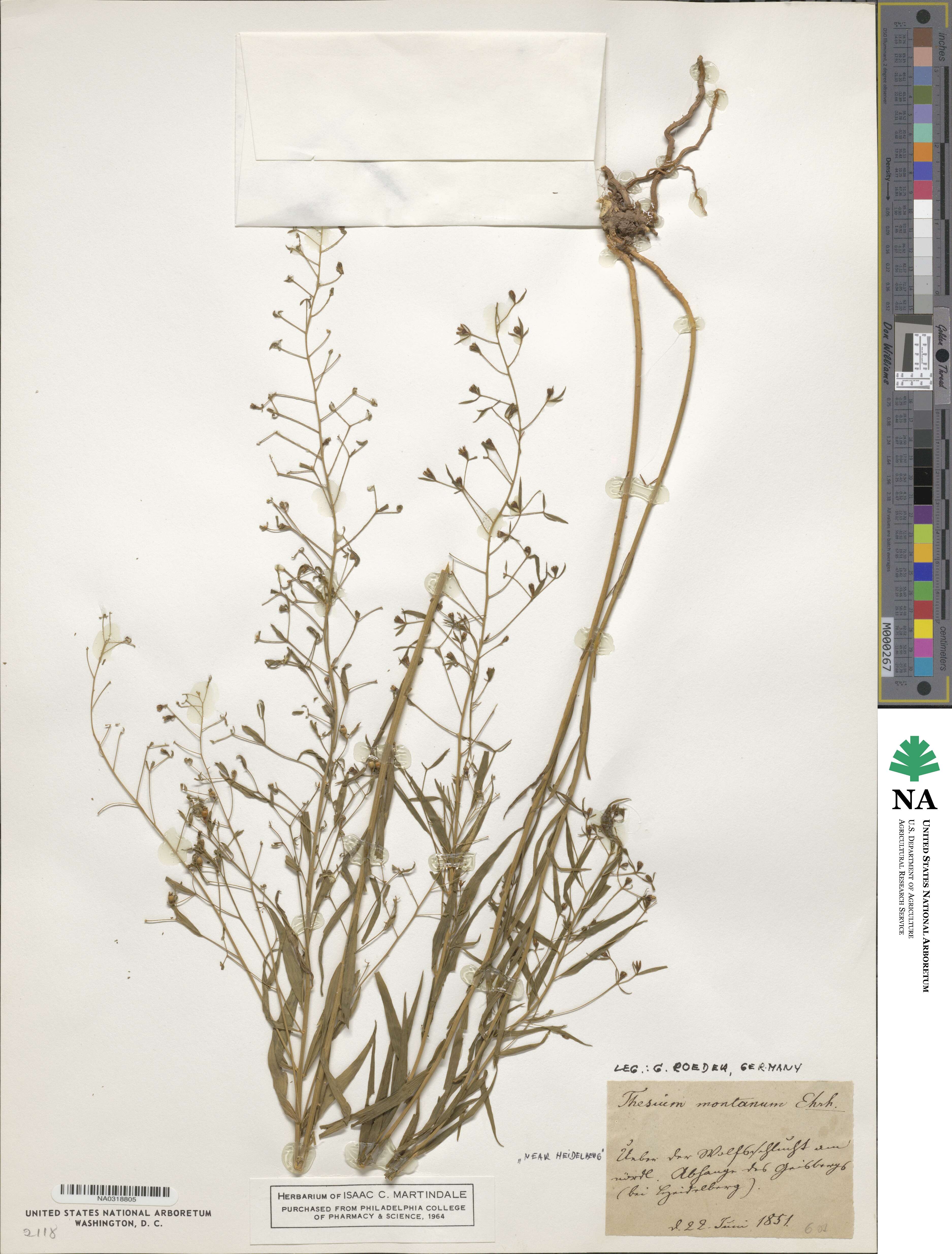 Thesium bavarum image