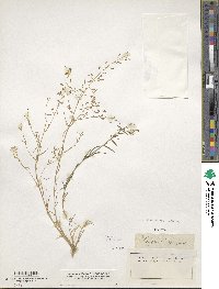 Thesium pyrenaicum subsp. pyrenaicum image