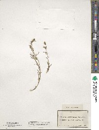 Thesium pyrenaicum subsp. pyrenaicum image