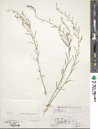 Thesium chinense image