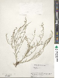 Thesium chinense image