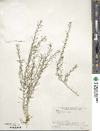 Thesium chinense image