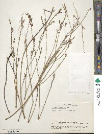 Image of Thesium brachyanthum