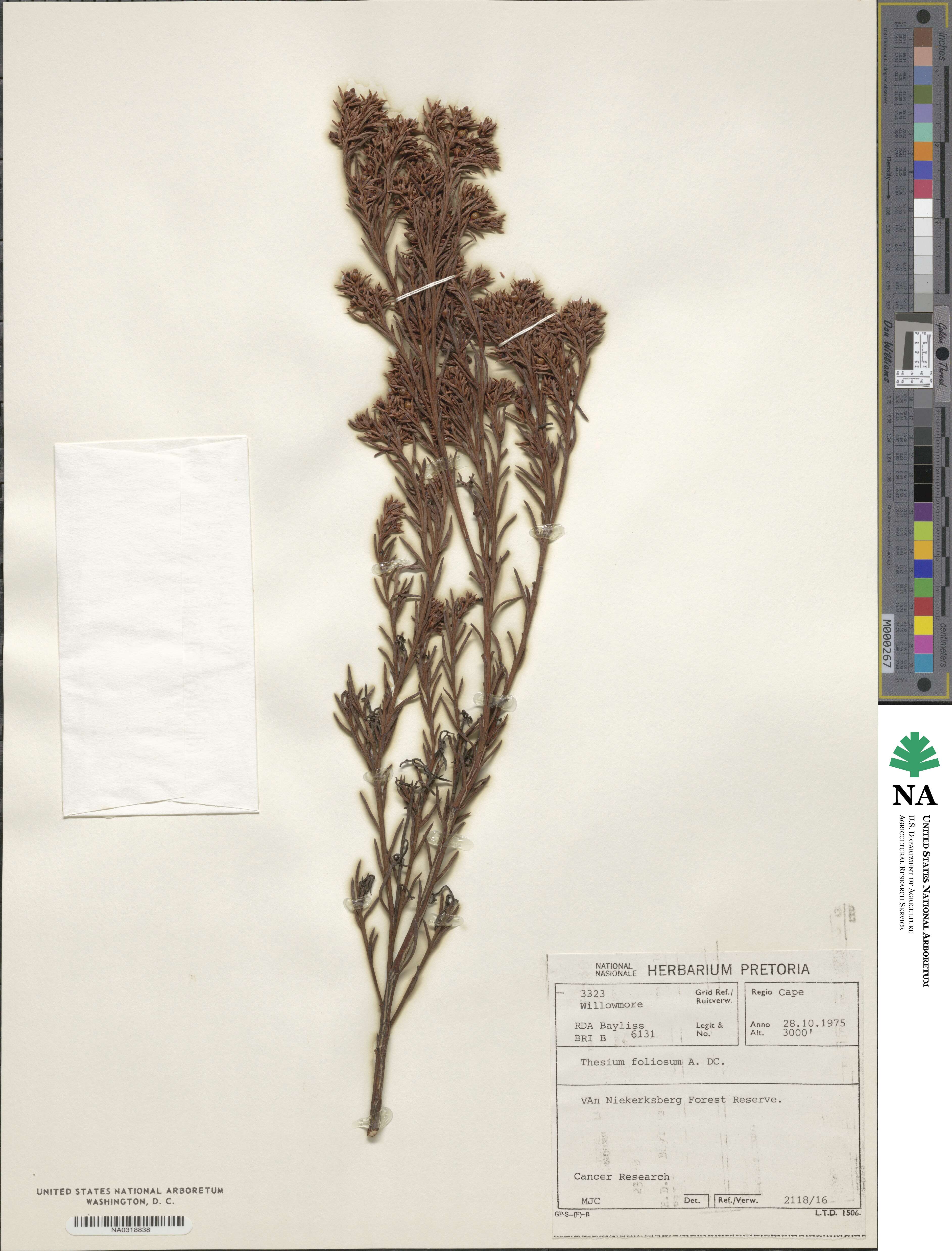 Thesium foliosum image