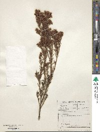 Image of Thesium foliosum