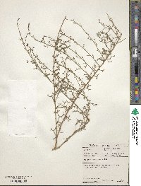 Image of Thesium galioides