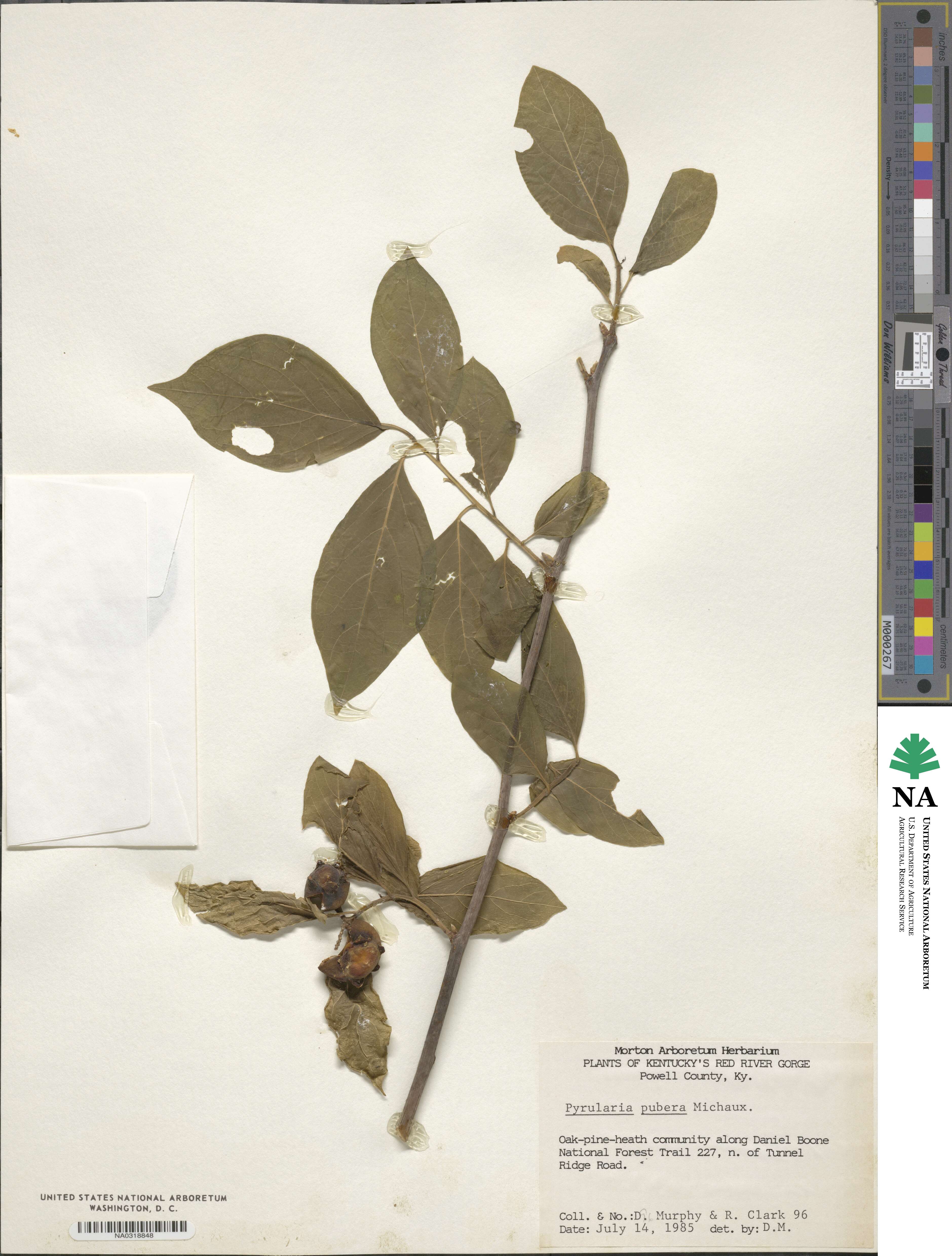 Pyrularia pubera image