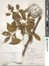 Pyrularia pubera image