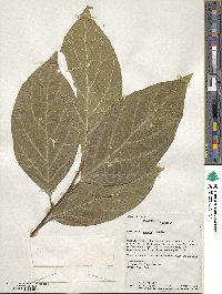 Pyrularia pubera image