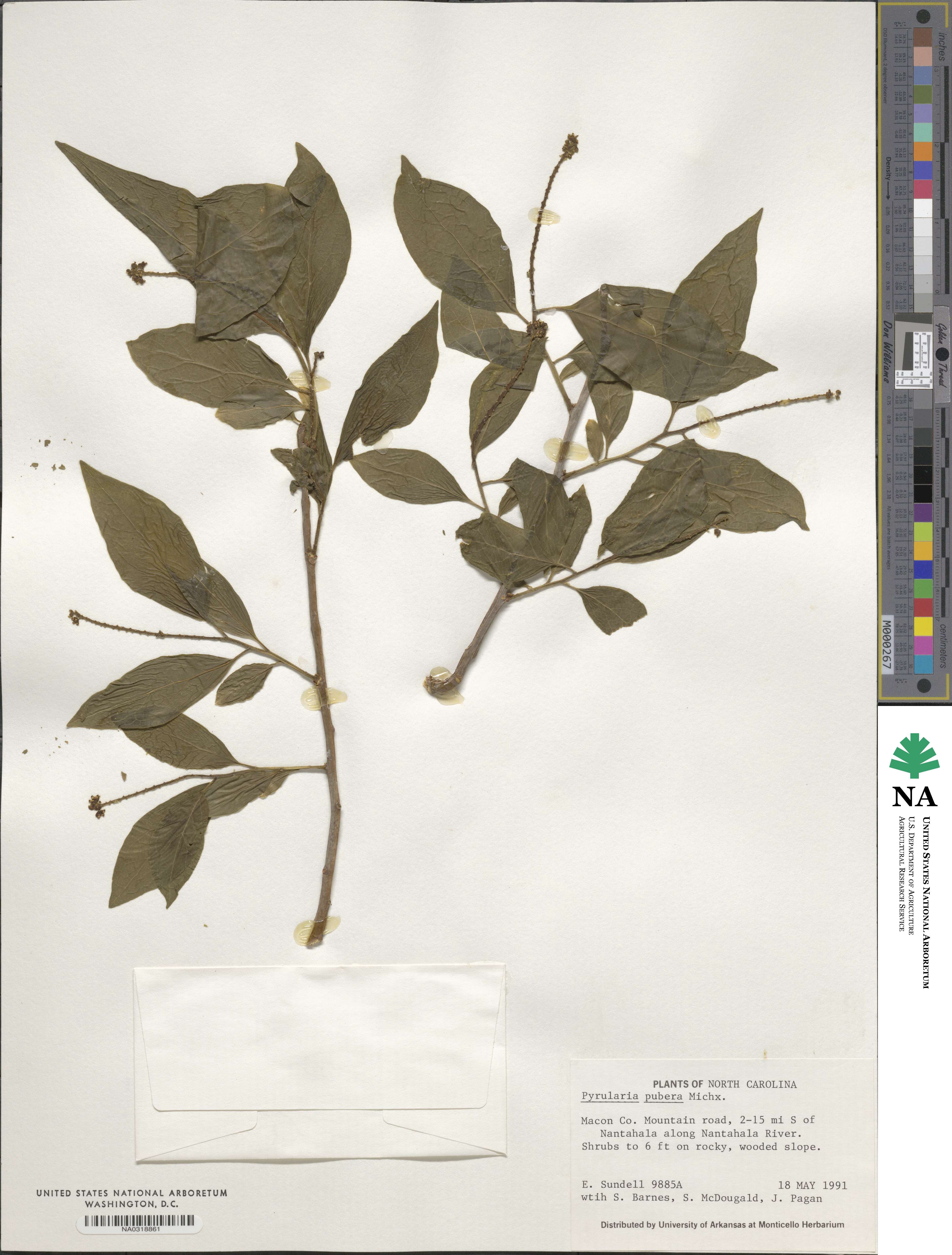Pyrularia pubera image