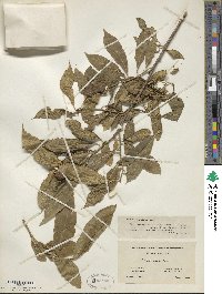 Pyrularia pubera image