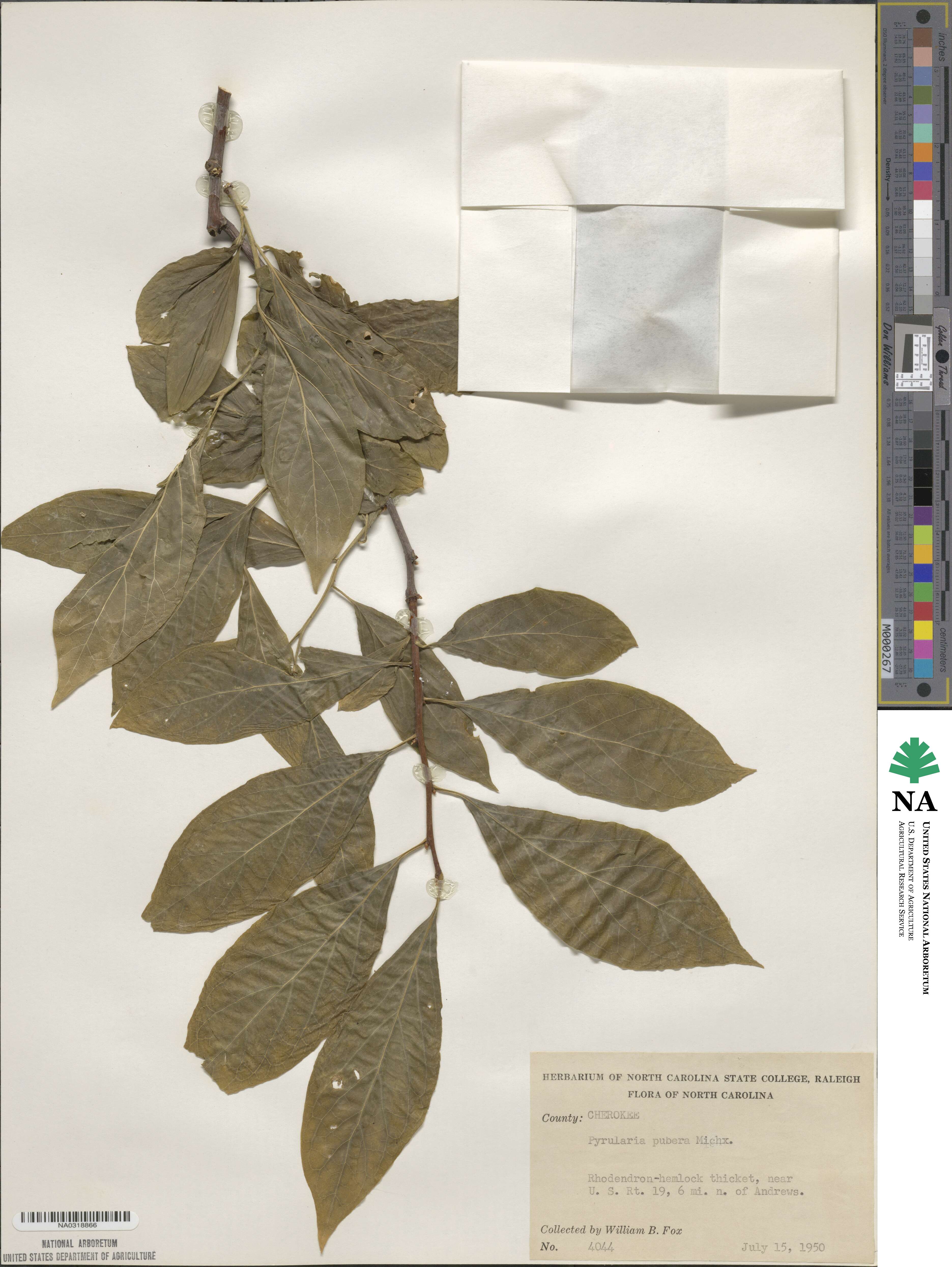 Pyrularia image