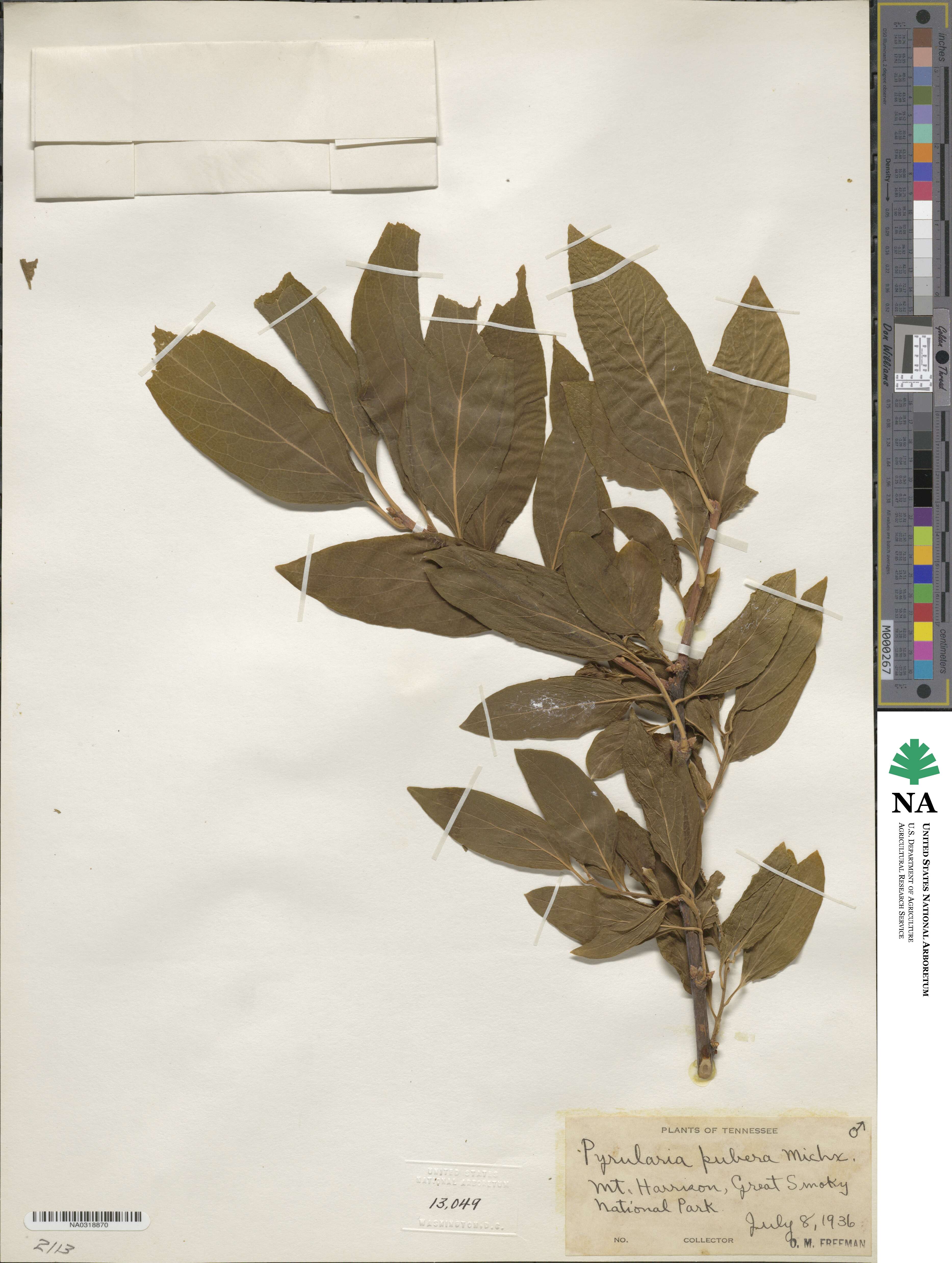Pyrularia pubera image