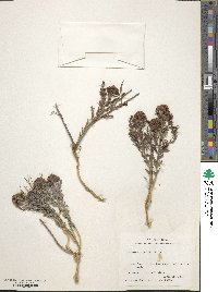 Comandra umbellata subsp. pallida image