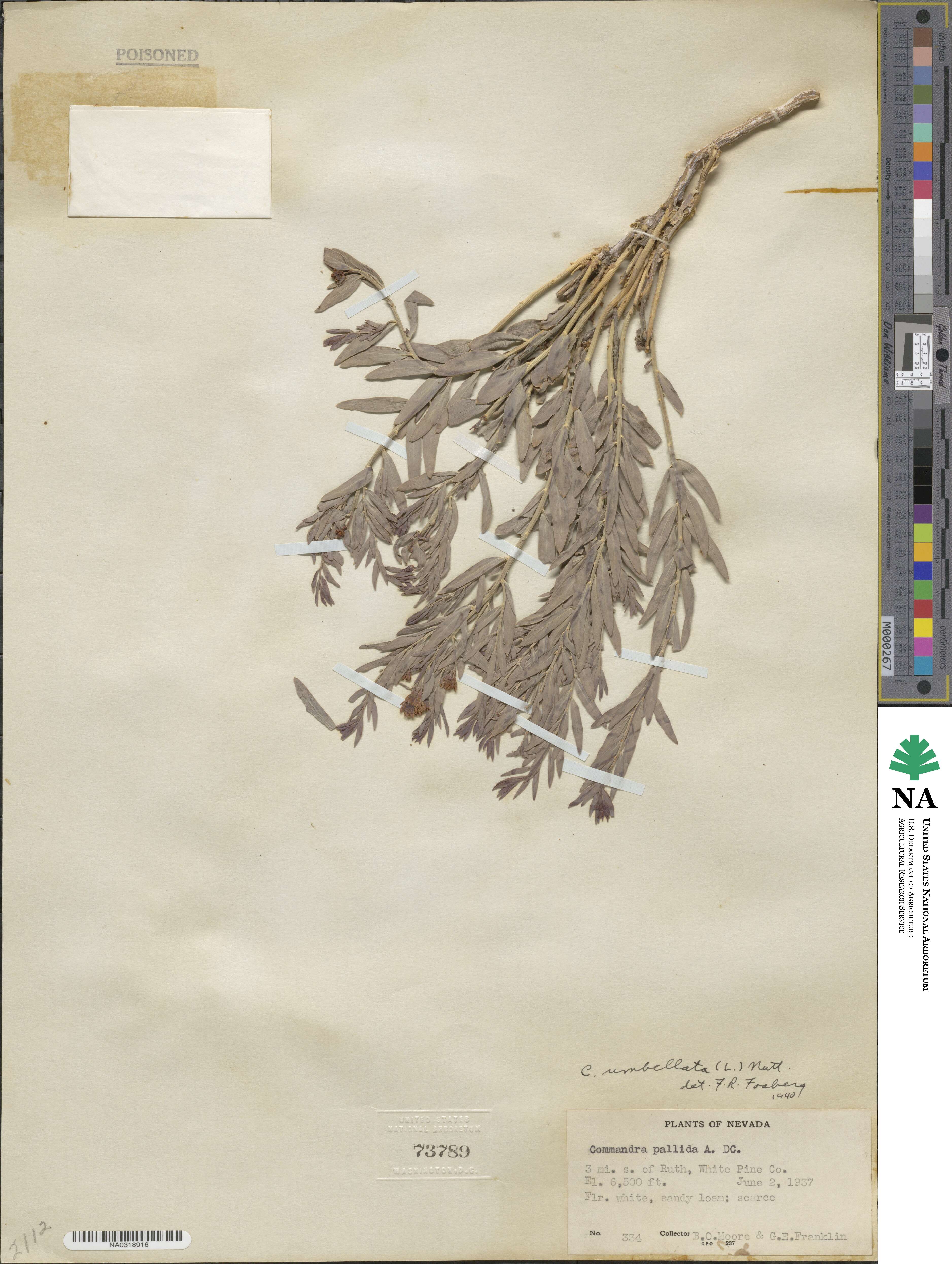 Santalaceae image