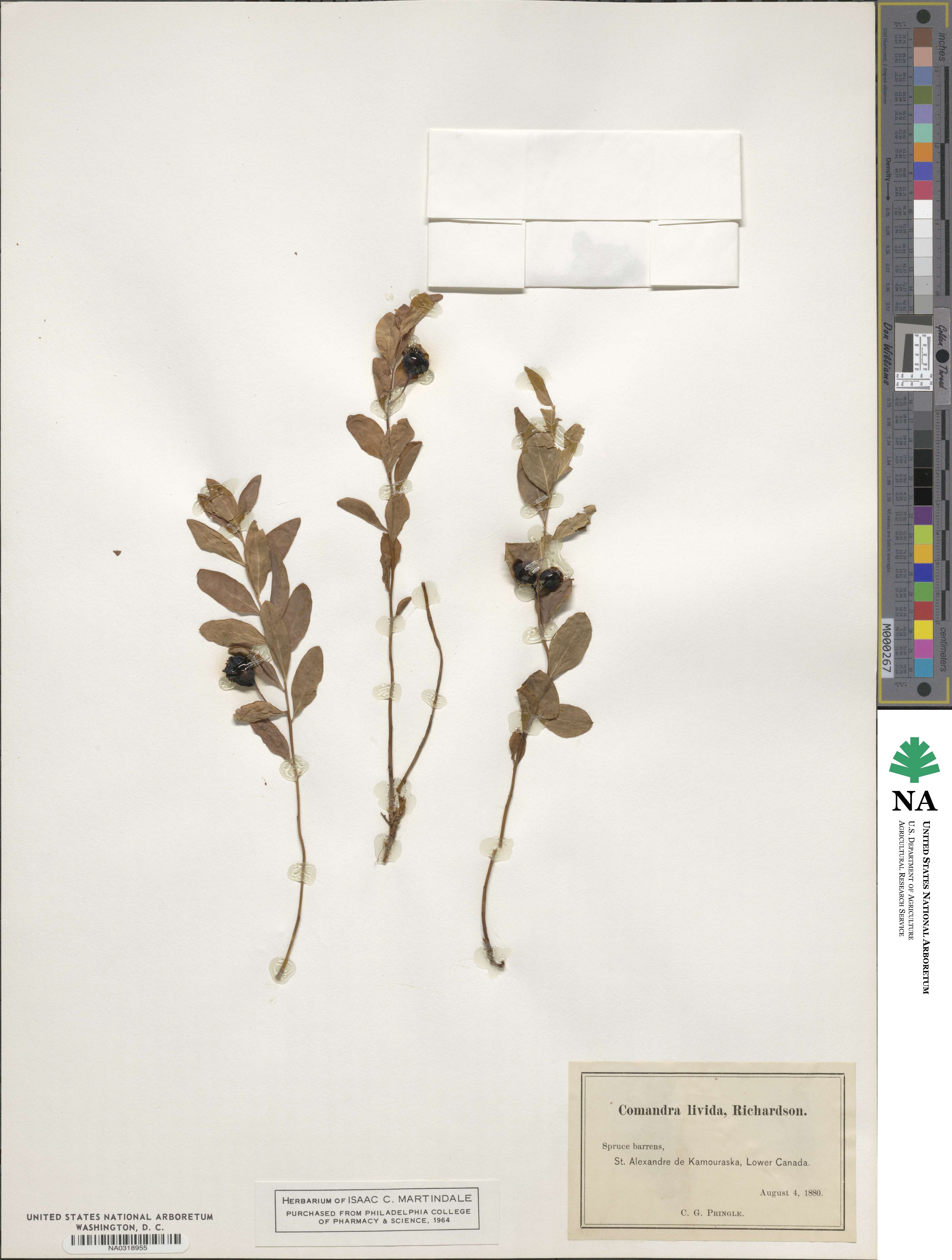 Geocaulon lividum image