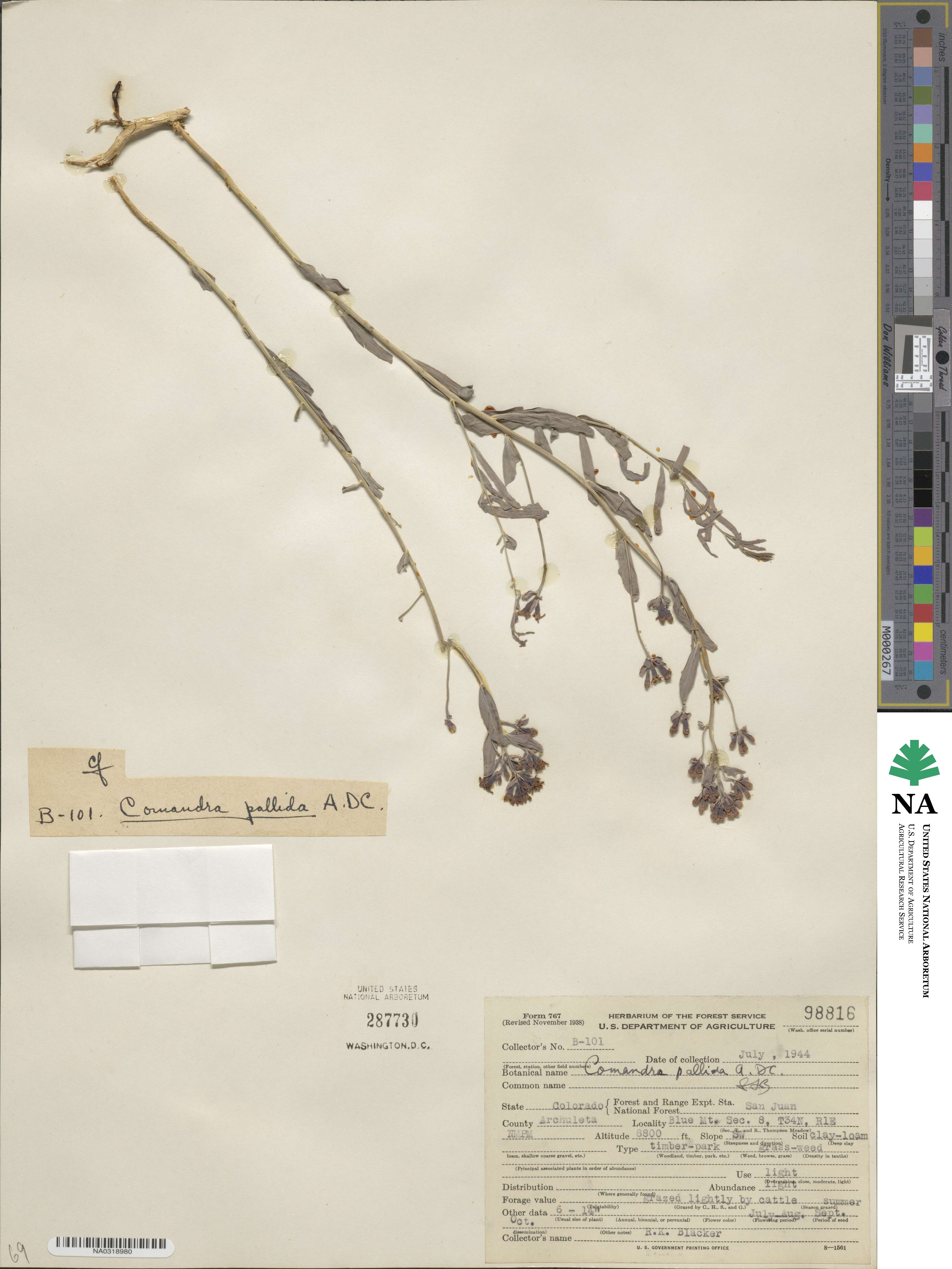 Comandra umbellata subsp. pallida image