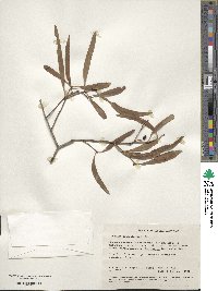 Santalum lanceolatum image