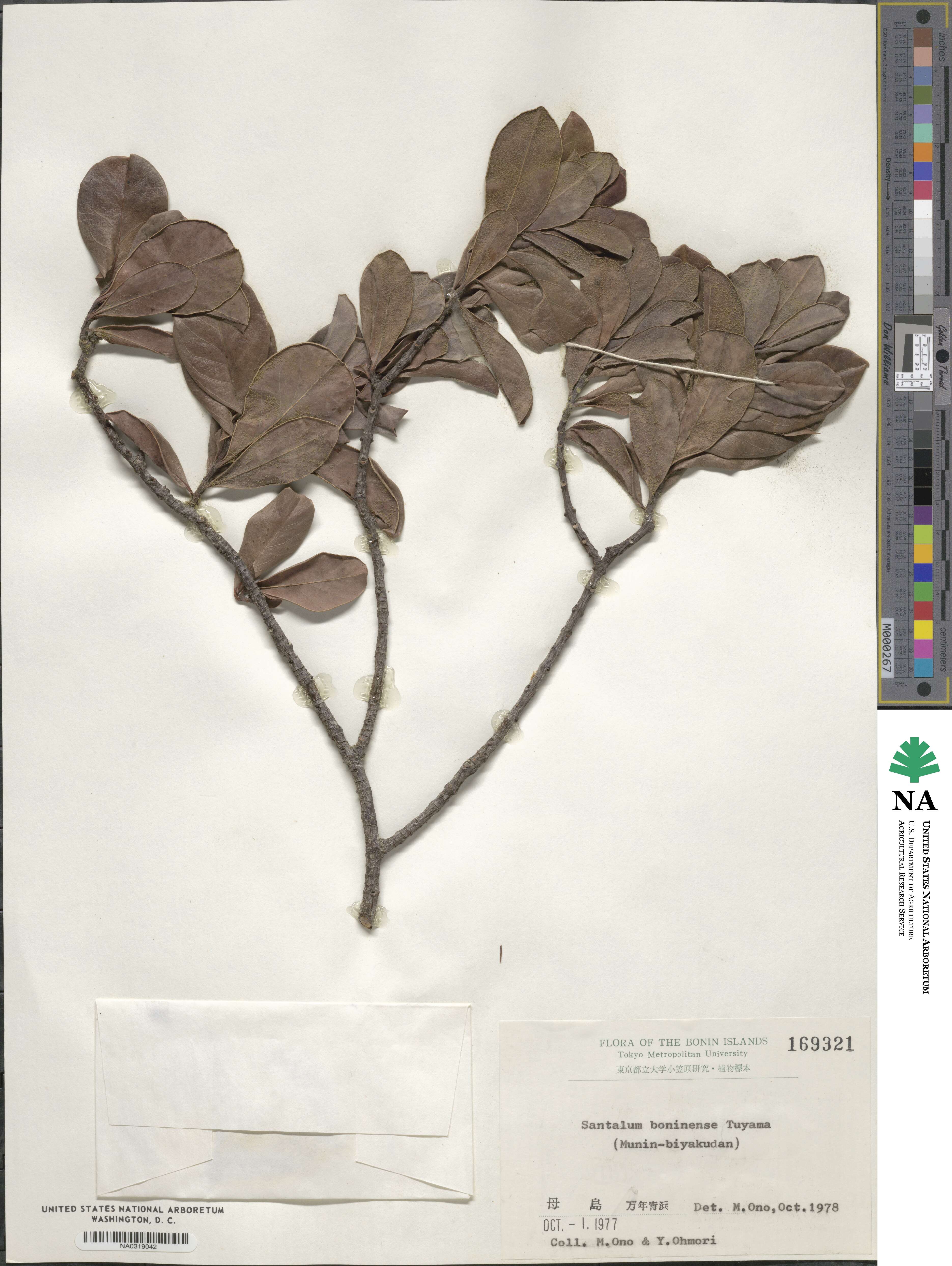 Santalum boninense image