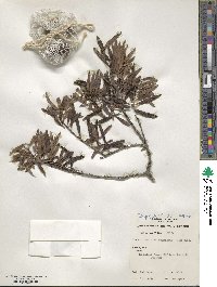 Santalum acuminatum image