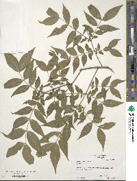 Buckleya distichophylla image