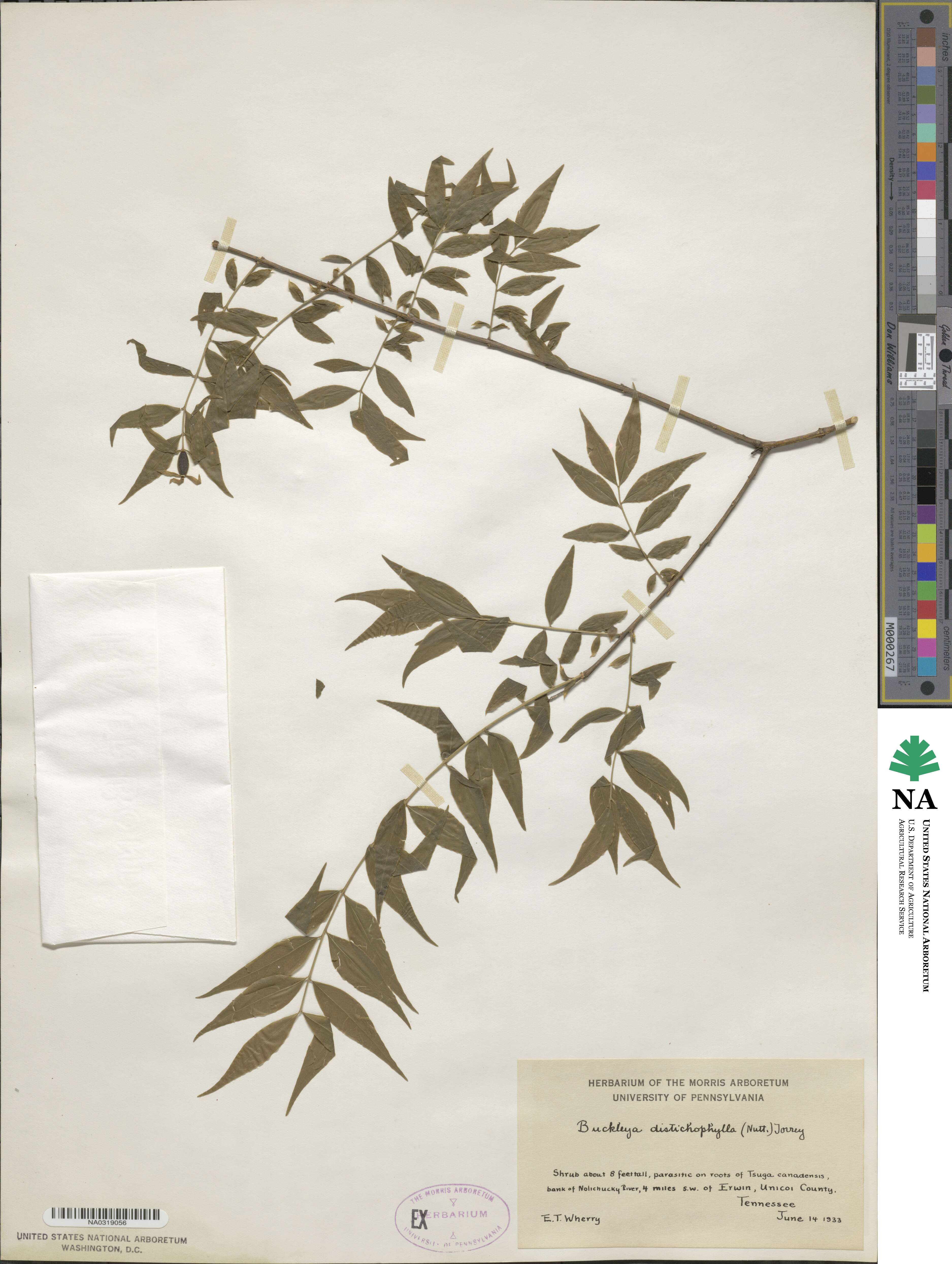Buckleya distichophylla image