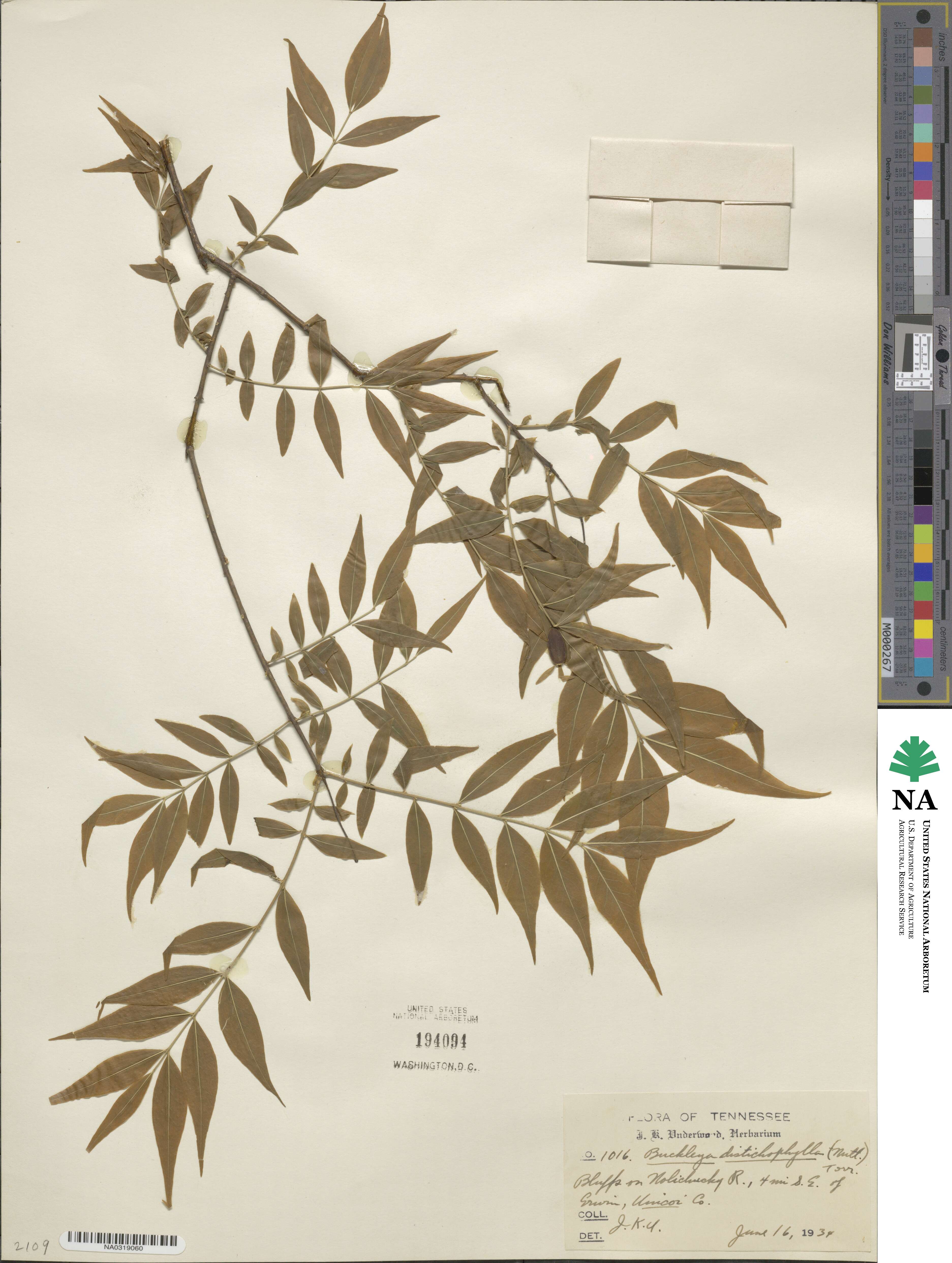 Buckleya distichophylla image