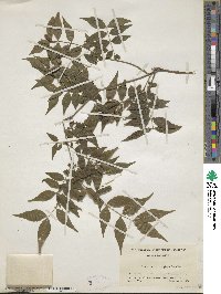 Buckleya distichophylla image