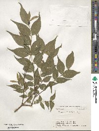 Buckleya lanceolata image