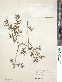 Buckleya distichophylla image