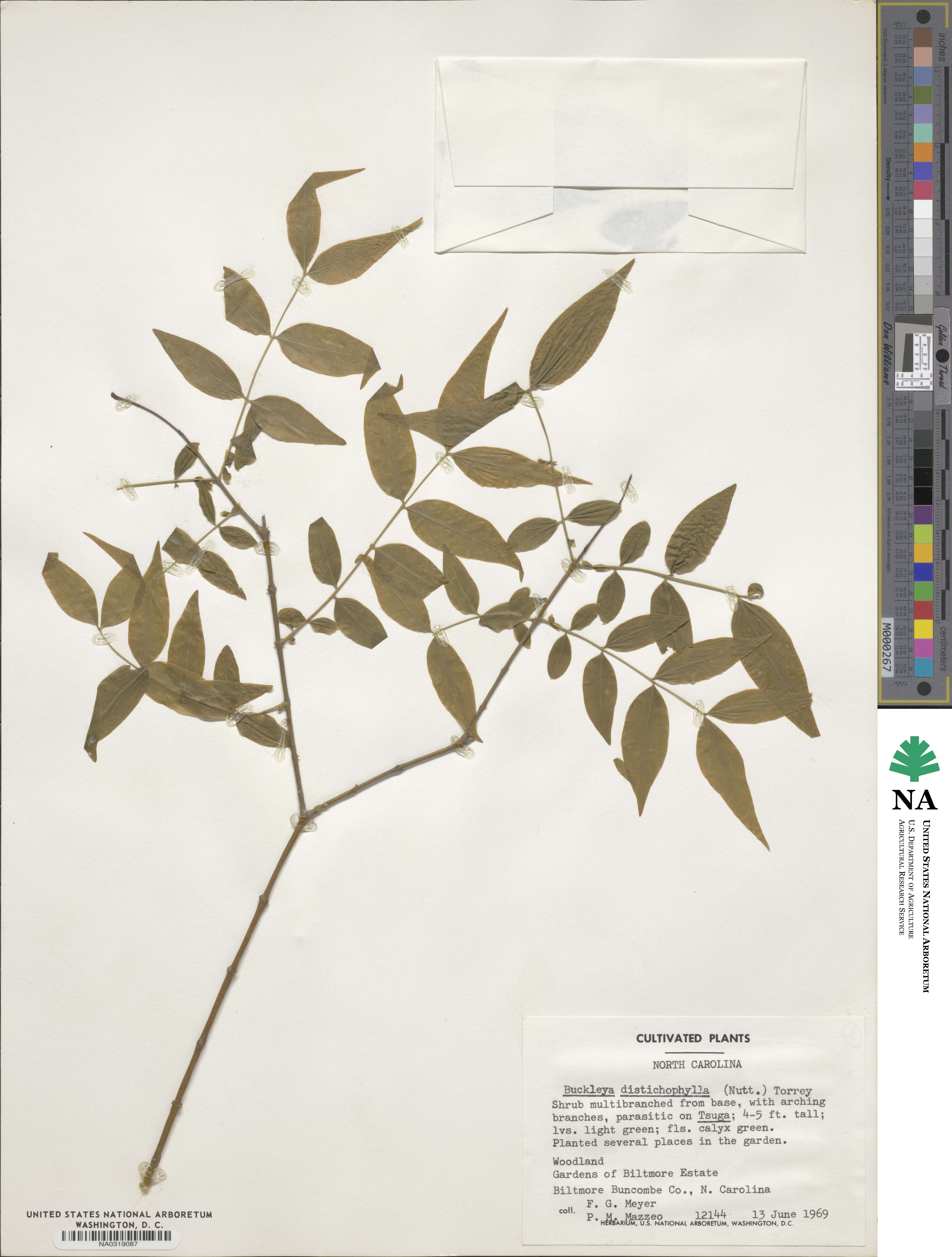 Buckleya distichophylla image