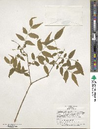 Buckleya distichophylla image