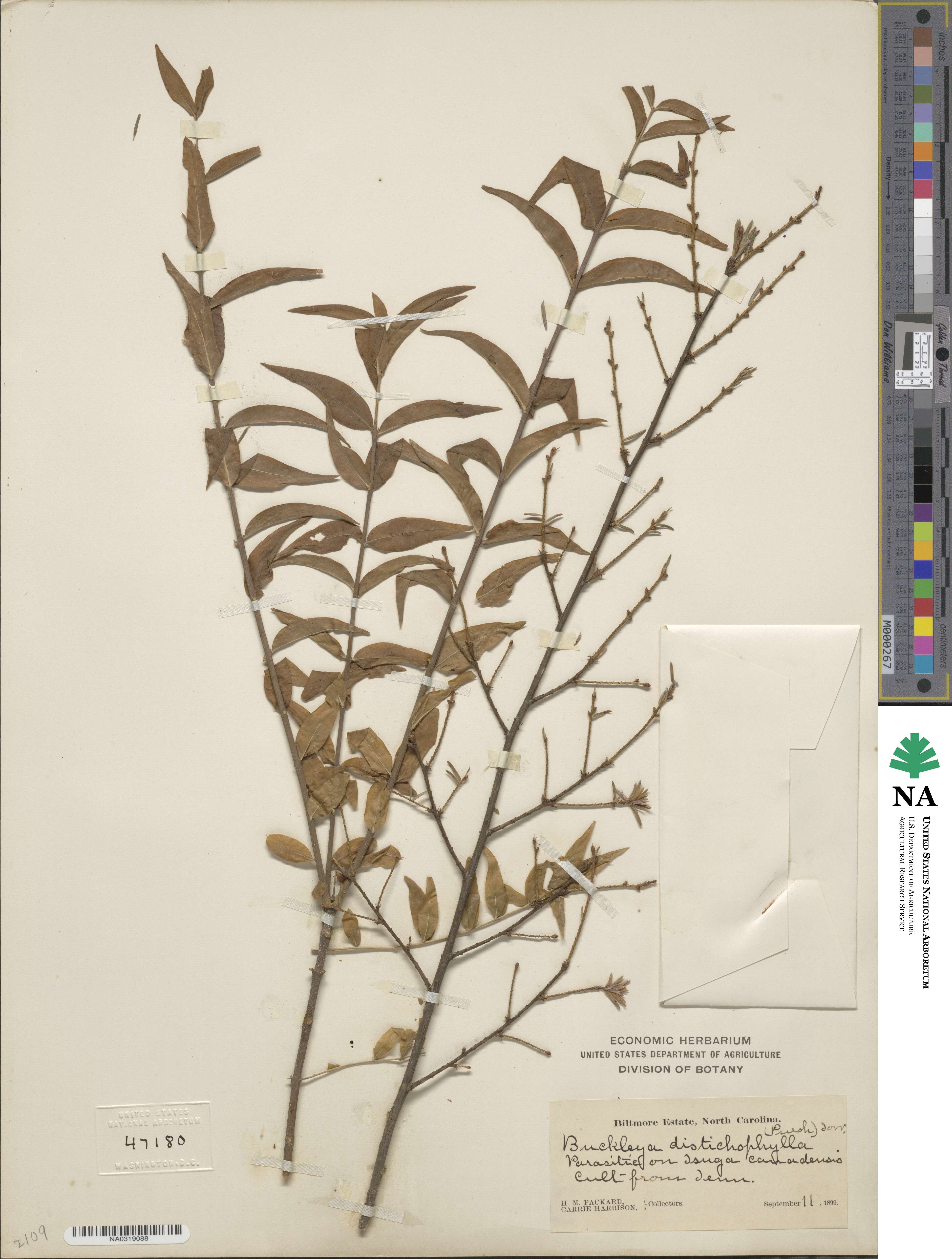 Buckleya distichophylla image