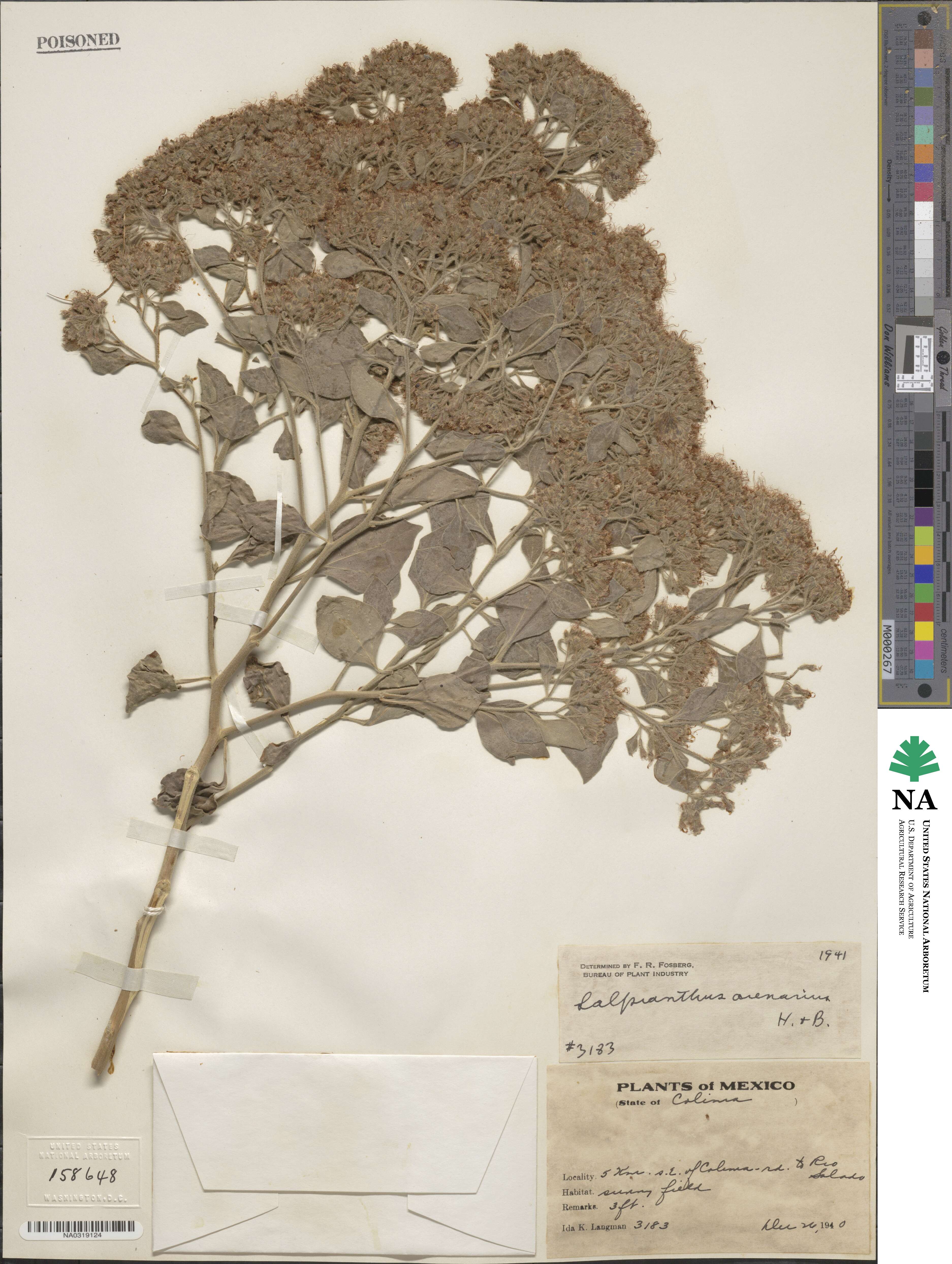 Salpianthus arenarius image