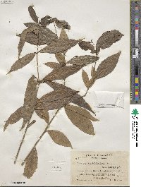 Neea psychotrioides image