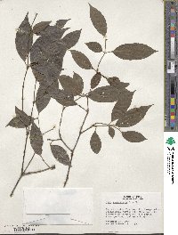 Neea parviflora image