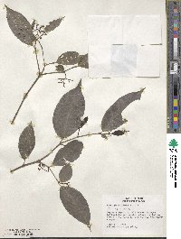 Neea parviflora image