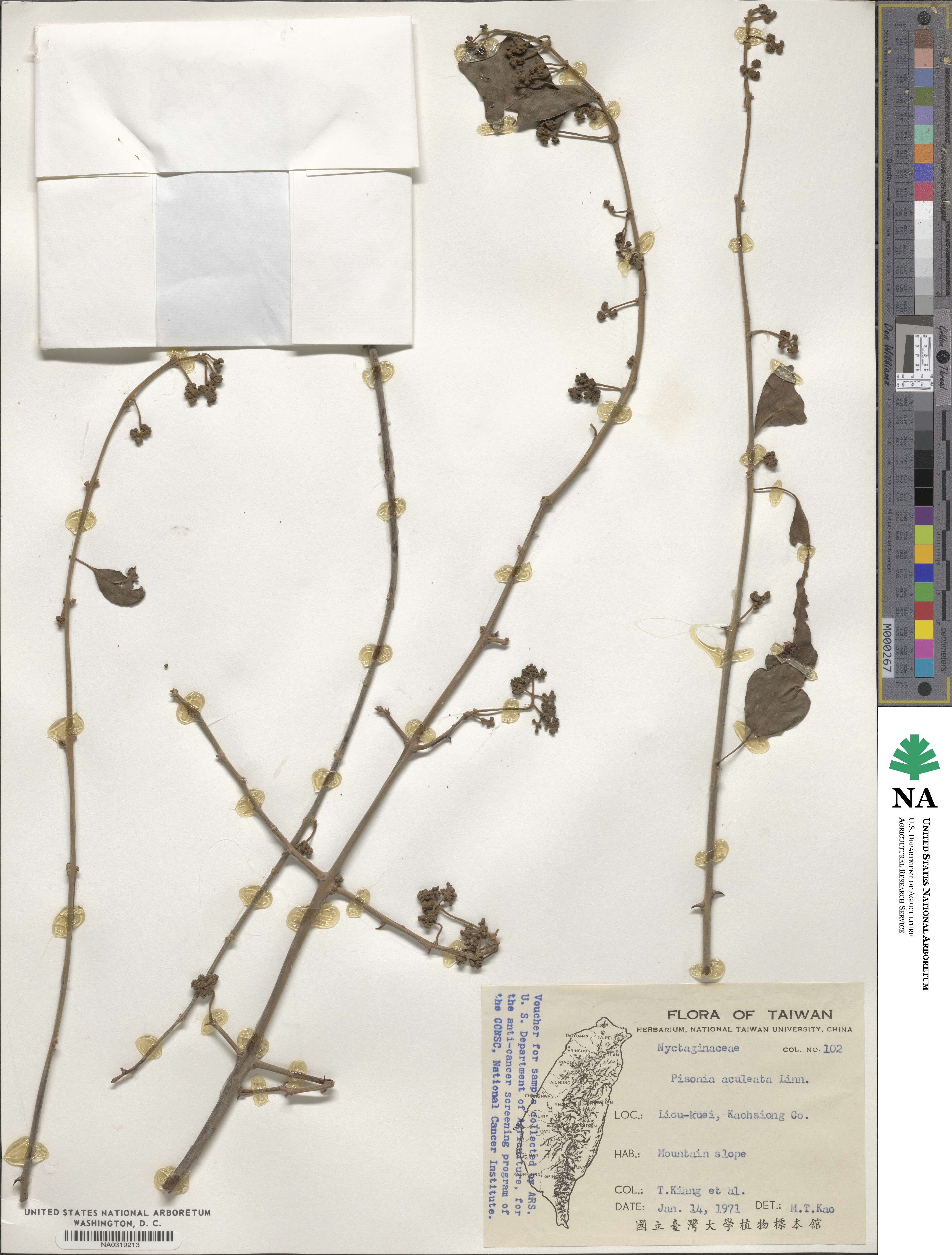 Pisonia aculeata image