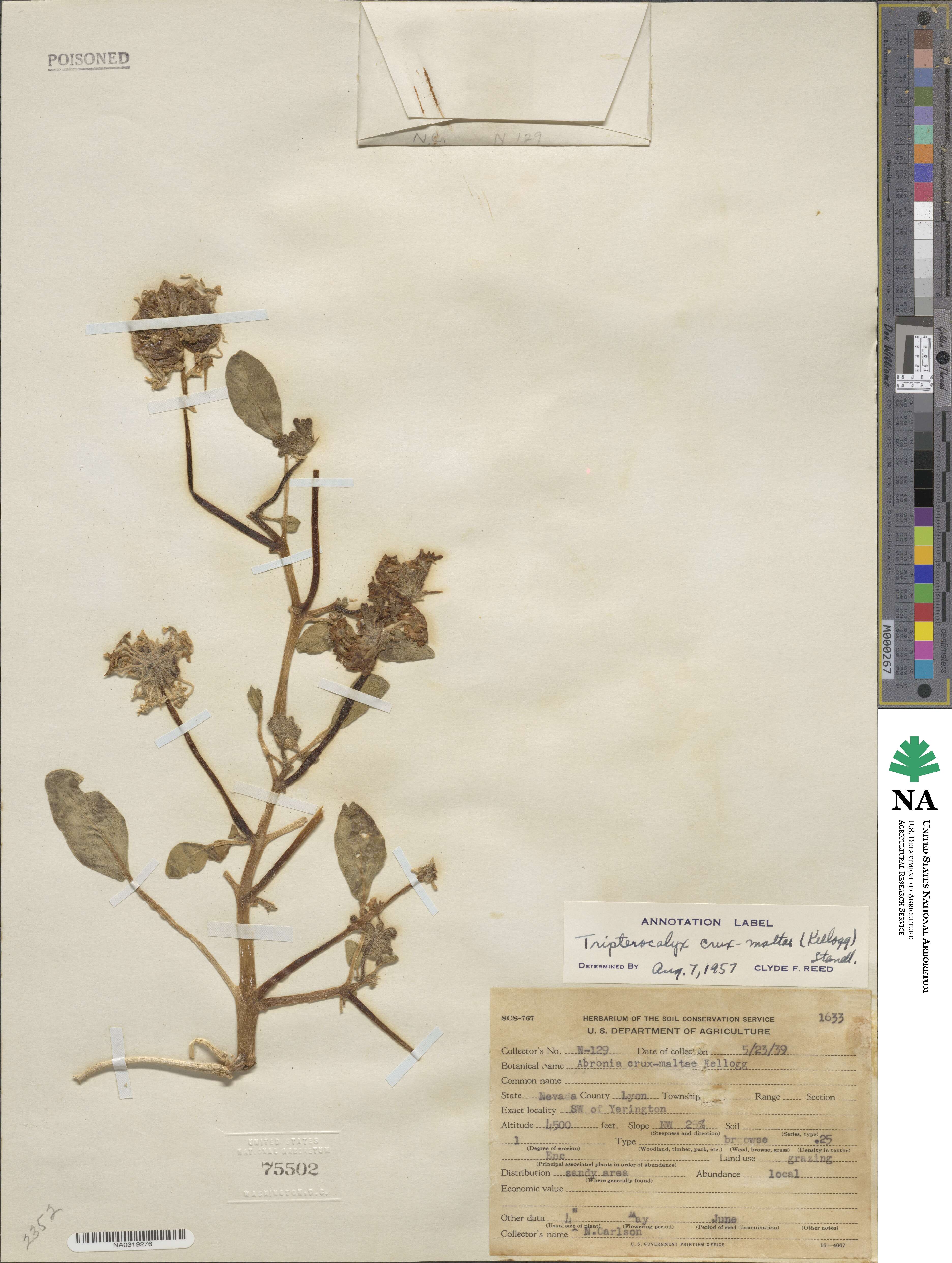Nyctaginaceae image
