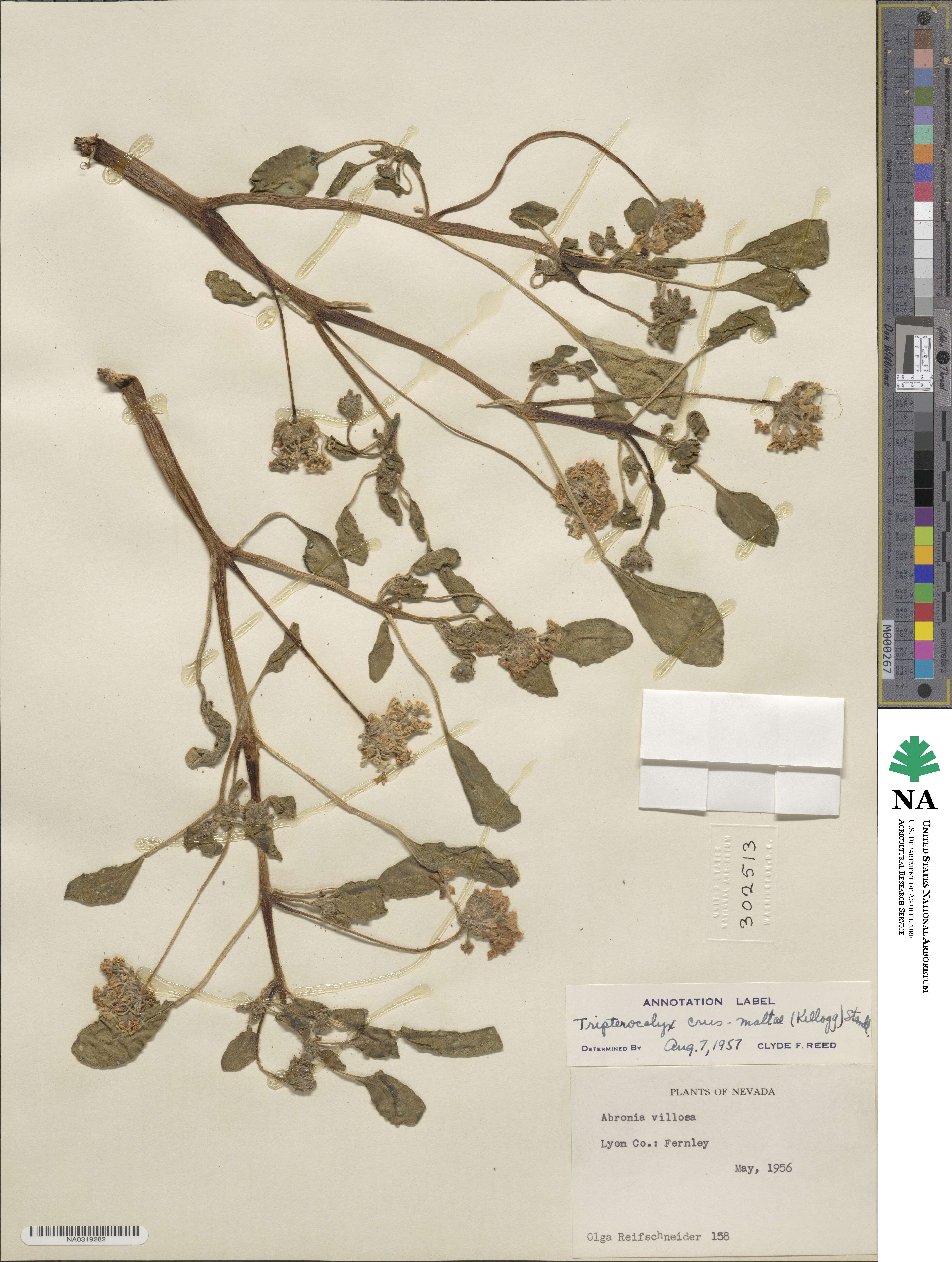 Tripterocalyx crux-maltae image