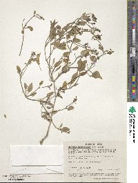 Acleisanthes chenopodioides image