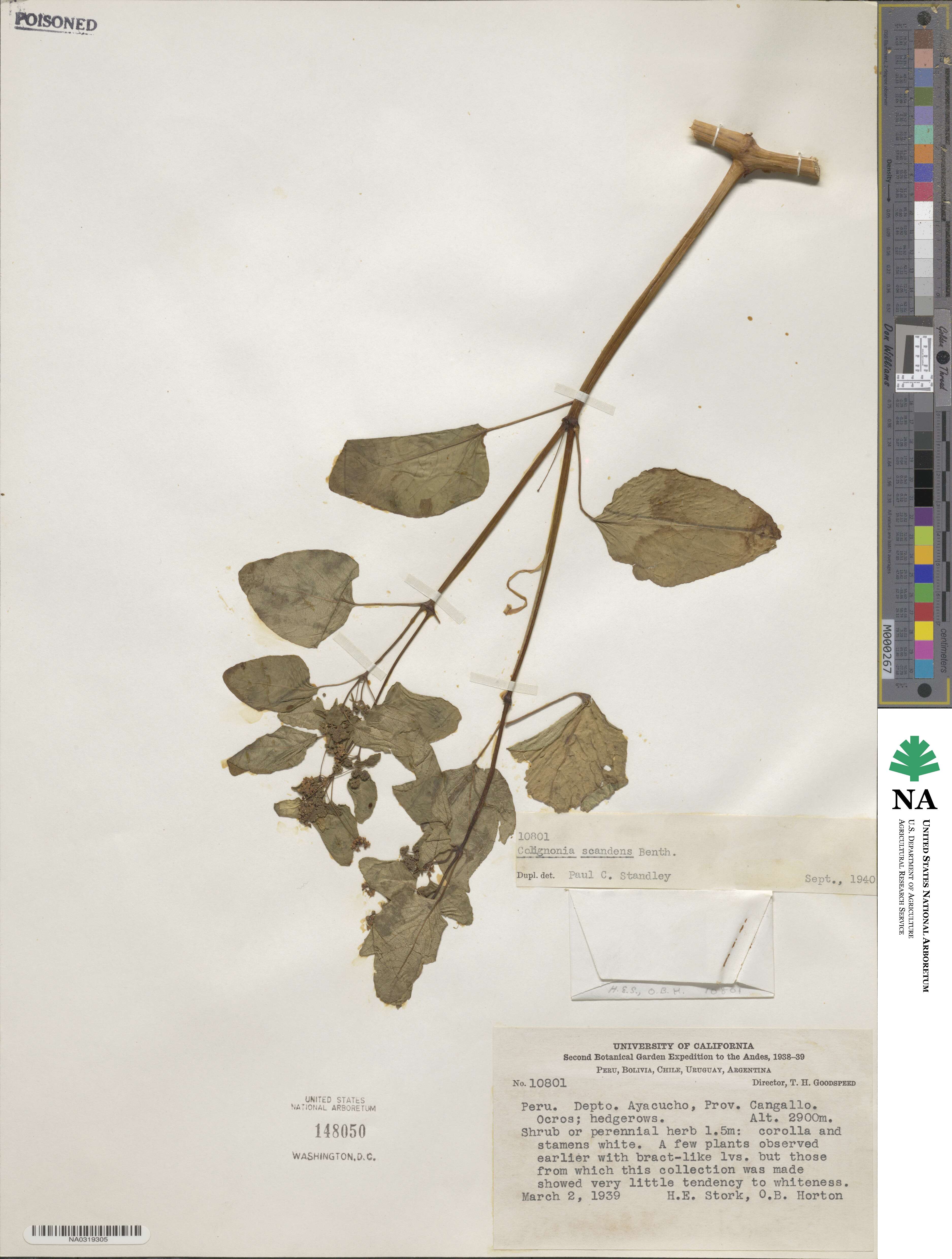 Colignonia scandens image