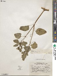 Image of Colignonia scandens