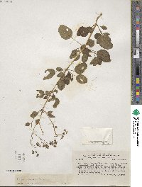 Colignonia parviflora var. biumbellata image