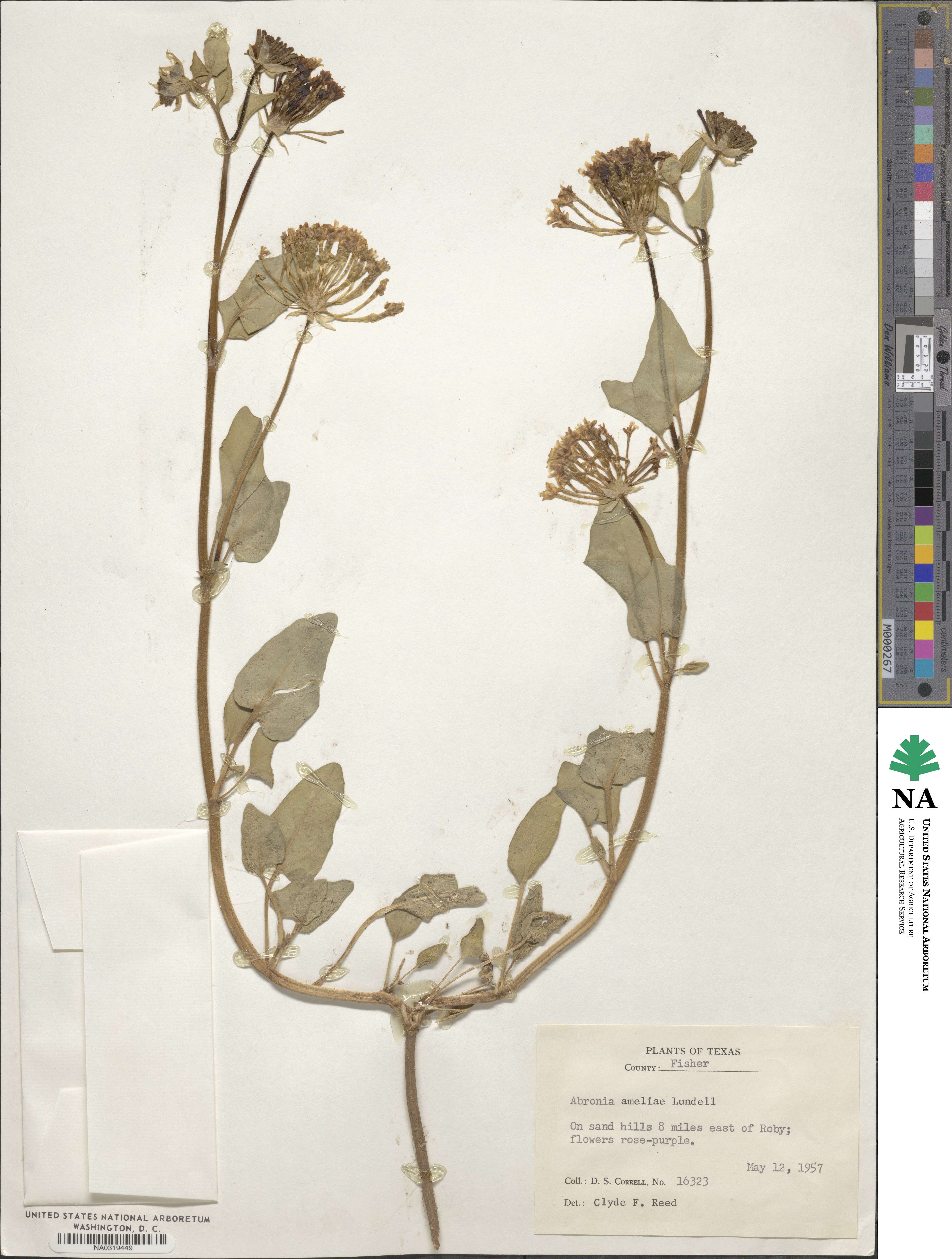 Abronia ameliae image