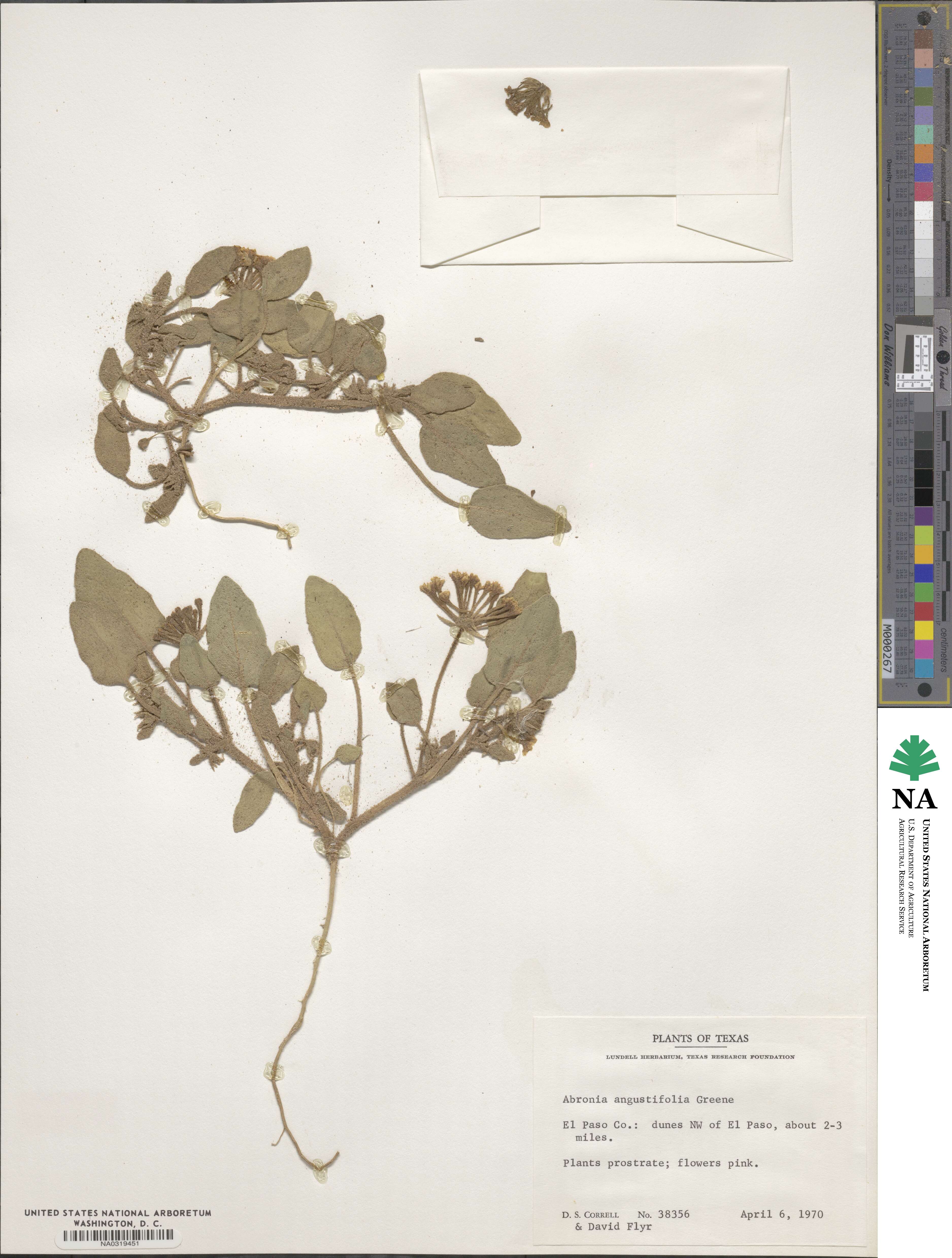 Abronia angustifolia image