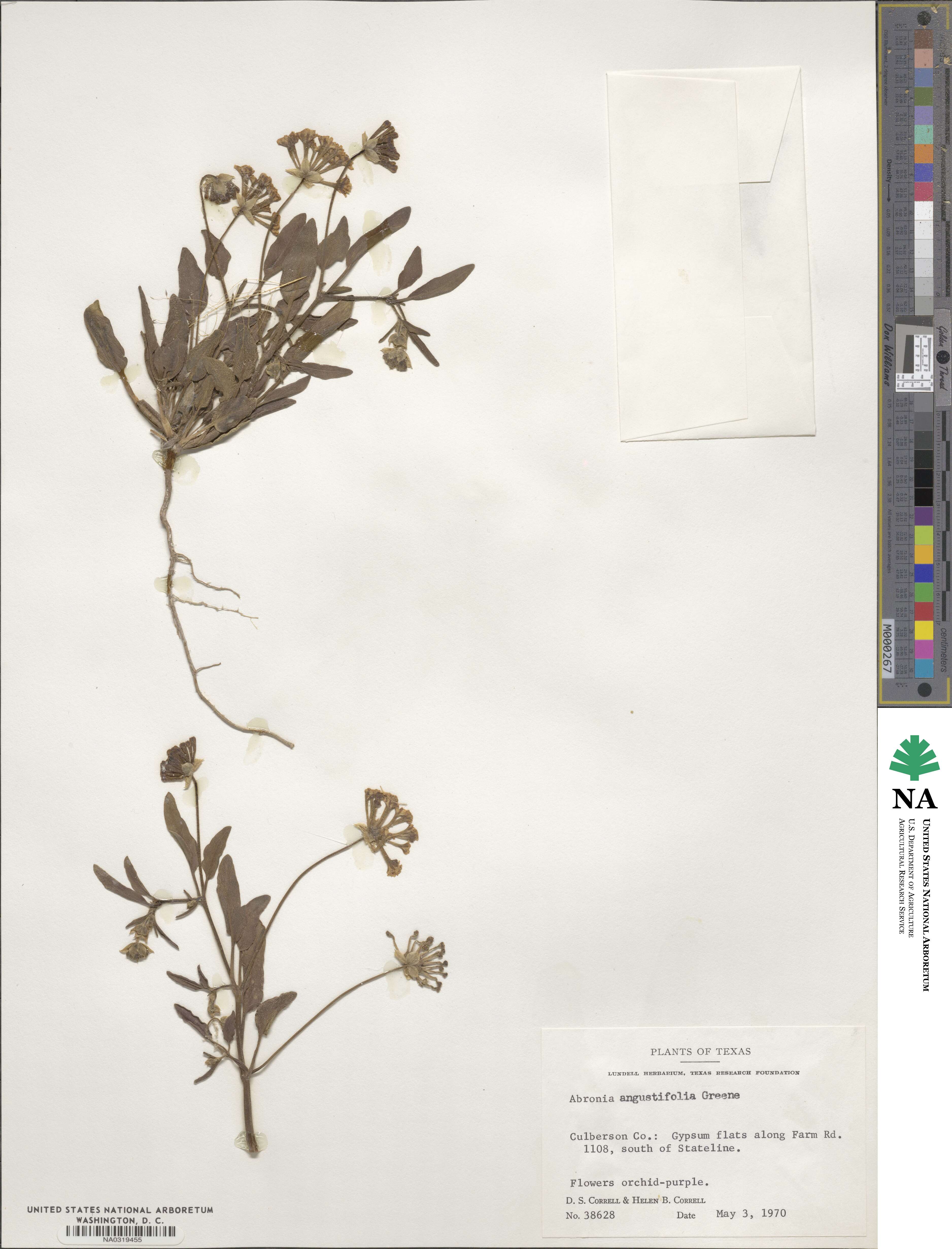 Abronia angustifolia image